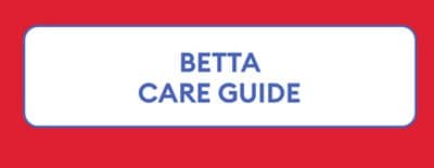 betta care guide