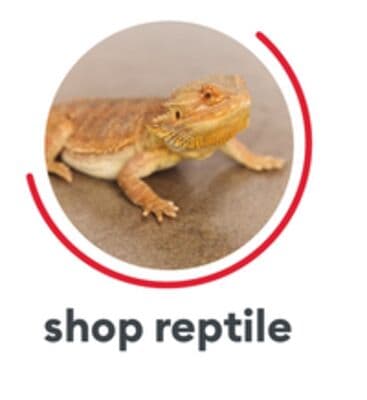 SHOP REPTILE
