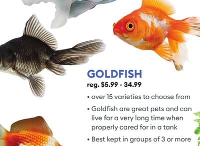 GOLDFISH