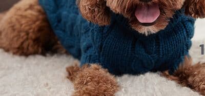 GF Pet Chalet Sweater Teal