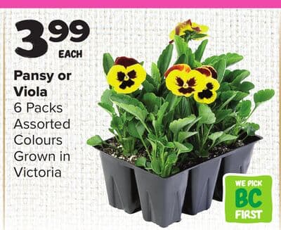 Pansy or Viola