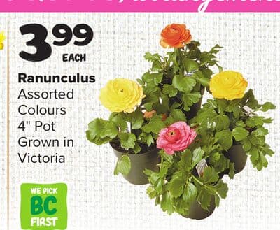 Ranunculus