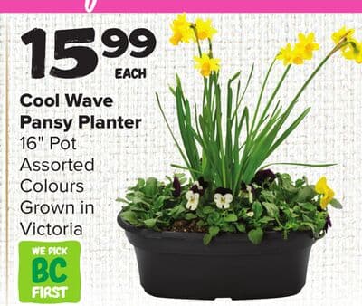 Cool Wave Pansy Planter