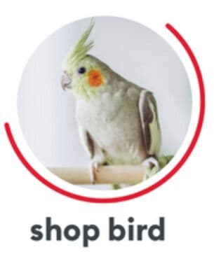 shop bird