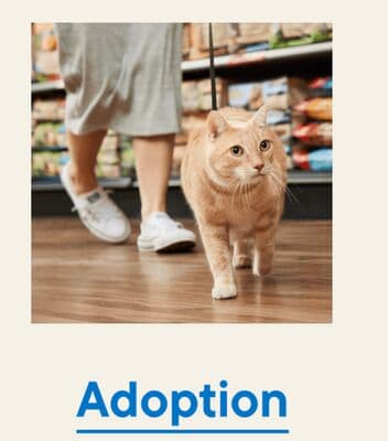 Adoption