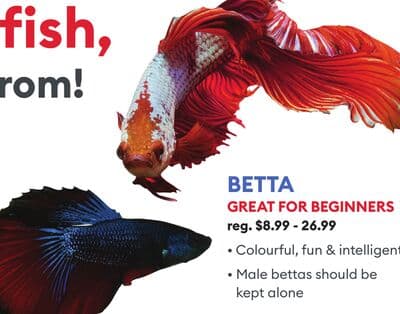 BETTA GREAT FOR BEGINNERS