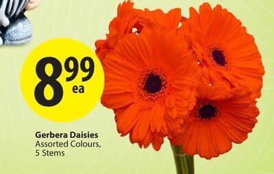 Gerbera Daisies