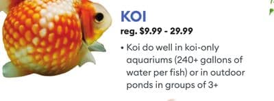 KOI