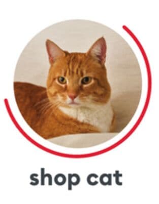 SHOP CAT