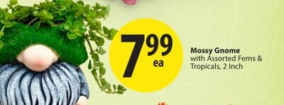 Mossy Gnome