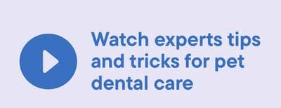 Watch experts tips and tricks for pet dental care