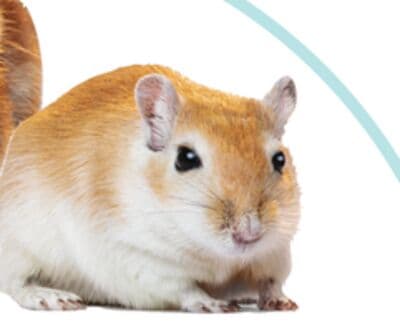 GERBILS