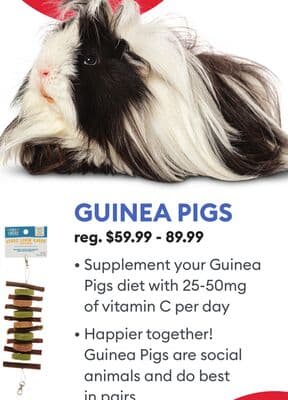 GUINEA PIGS