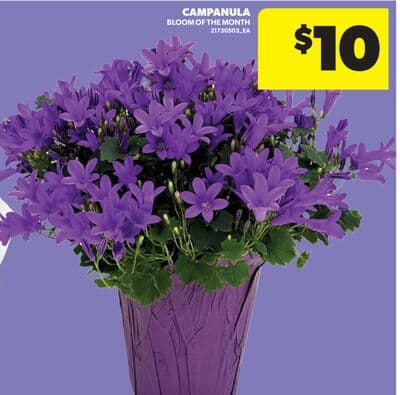CAMPANULA