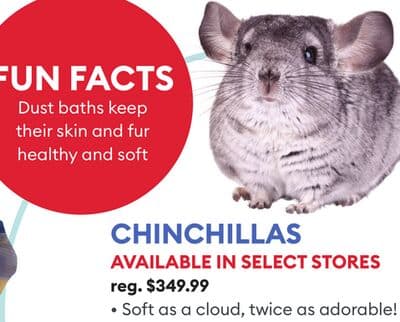 CHINCHILLAS