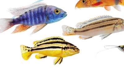 CICHLIDS