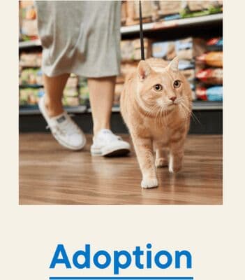 Adoption (service)