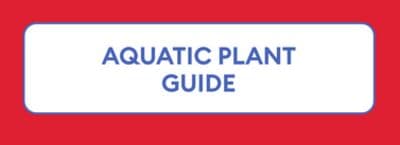 aquatic plant guide