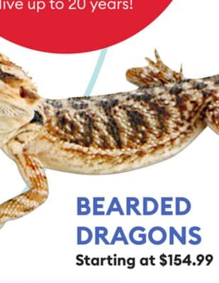 BEARDED DRAGONS