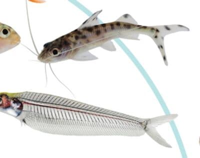 SEMI - AGGRESSIVE FISH