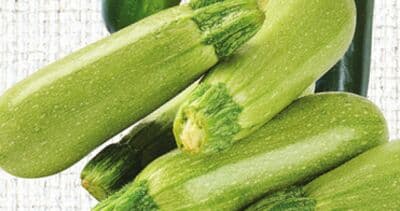 Green Zucchini or Grey Marrow Squash,