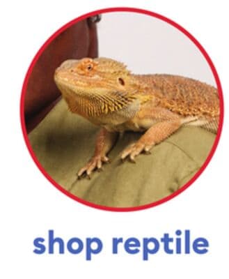 shop reptile