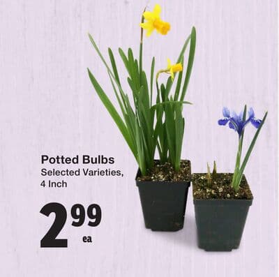 Potted Bulbs