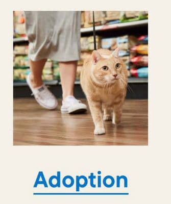 Adoption