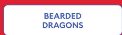 BEARDED DRAGONS