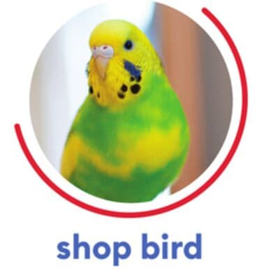 shop bird