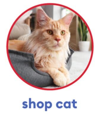 shop cat