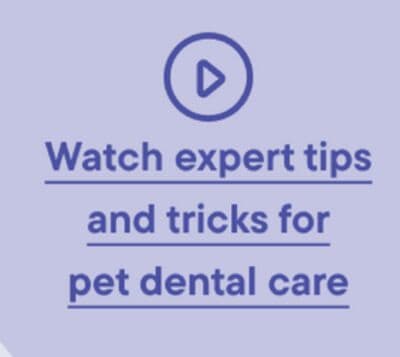 Watch expert tips and tricks for pet dental care