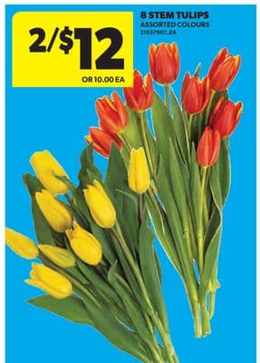 8 STEM TULIPS